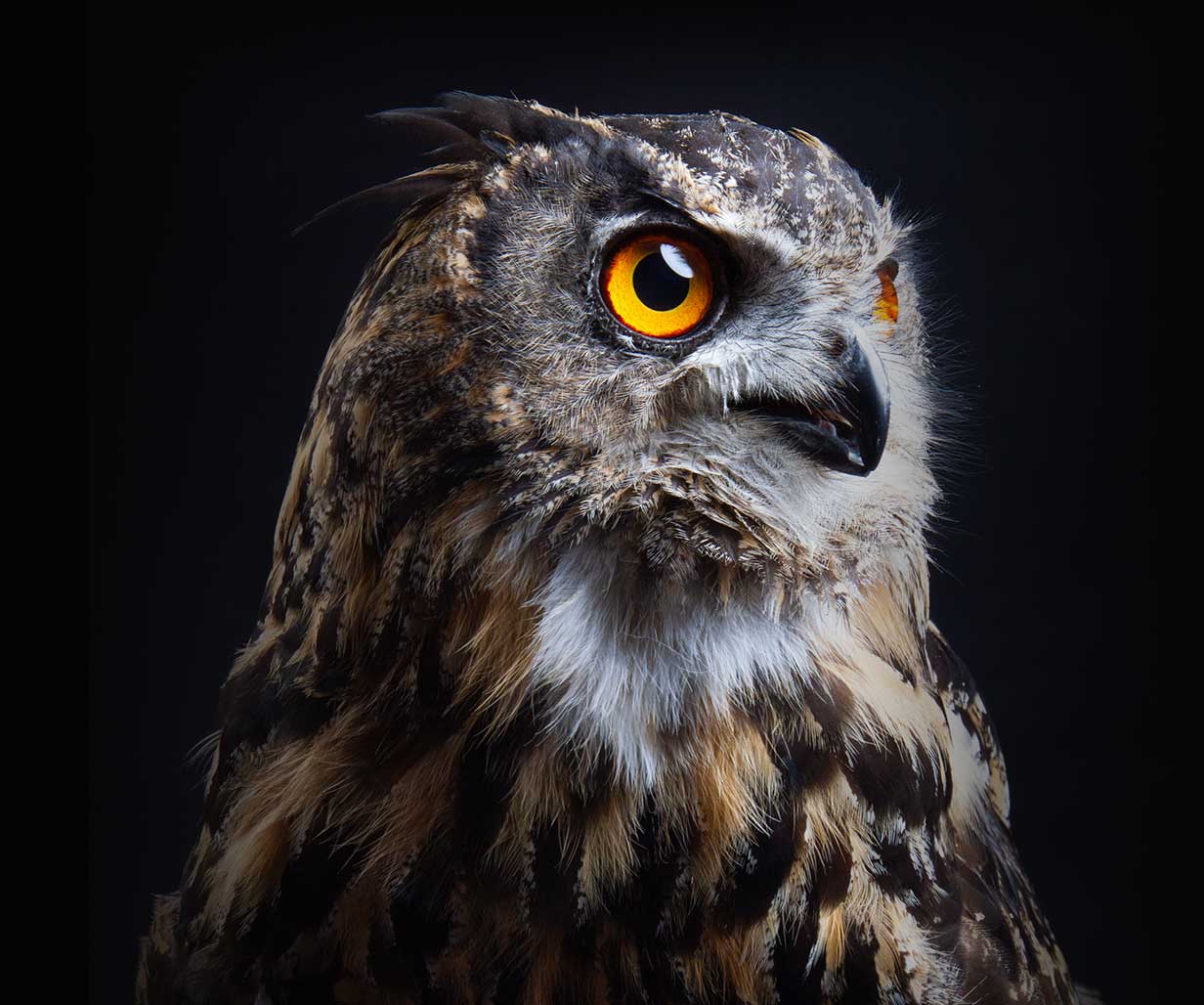 Huuhkaja katselee oikealle